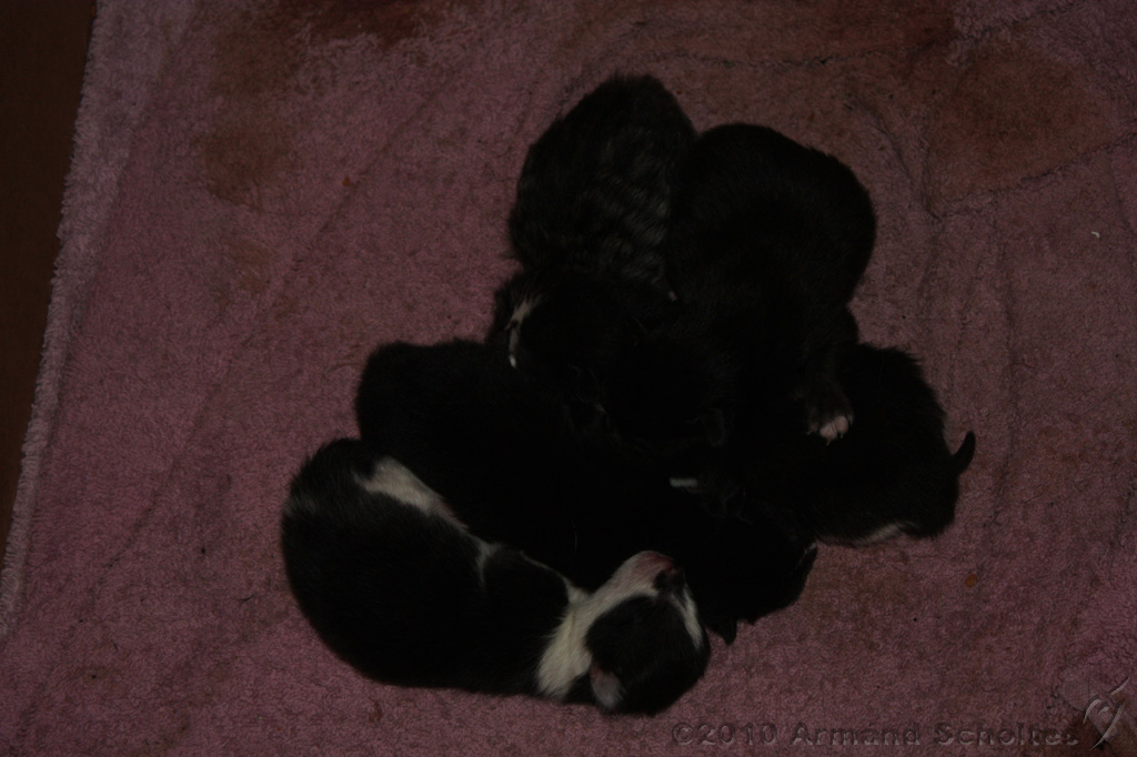 Nestje Kittens_006.jpg